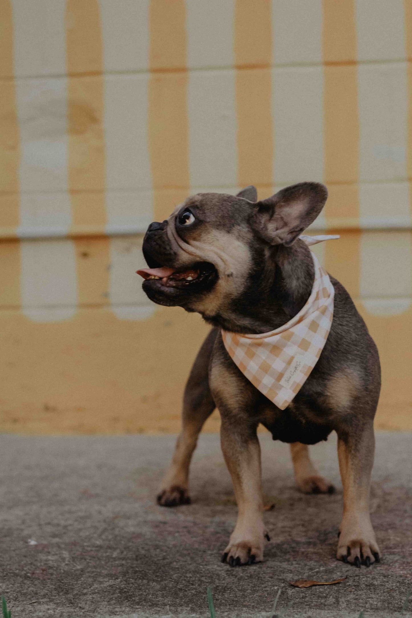 Yellow checkered bandana