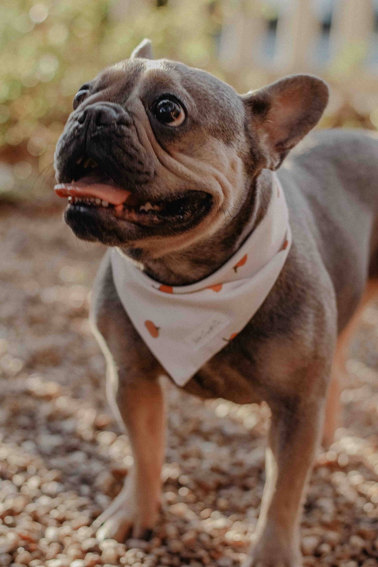 Tiny pumpkins bandana