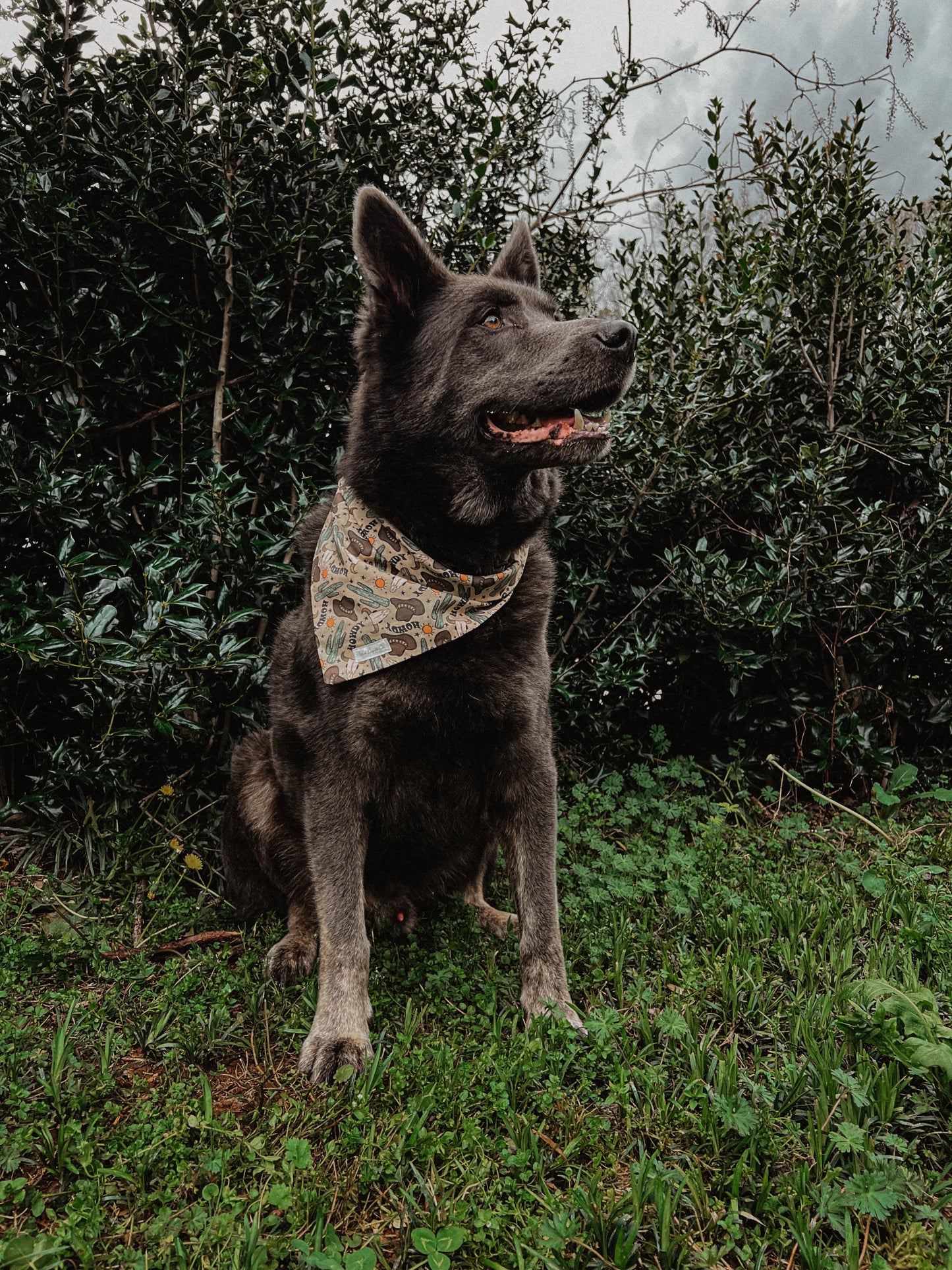 Cowboy bandana