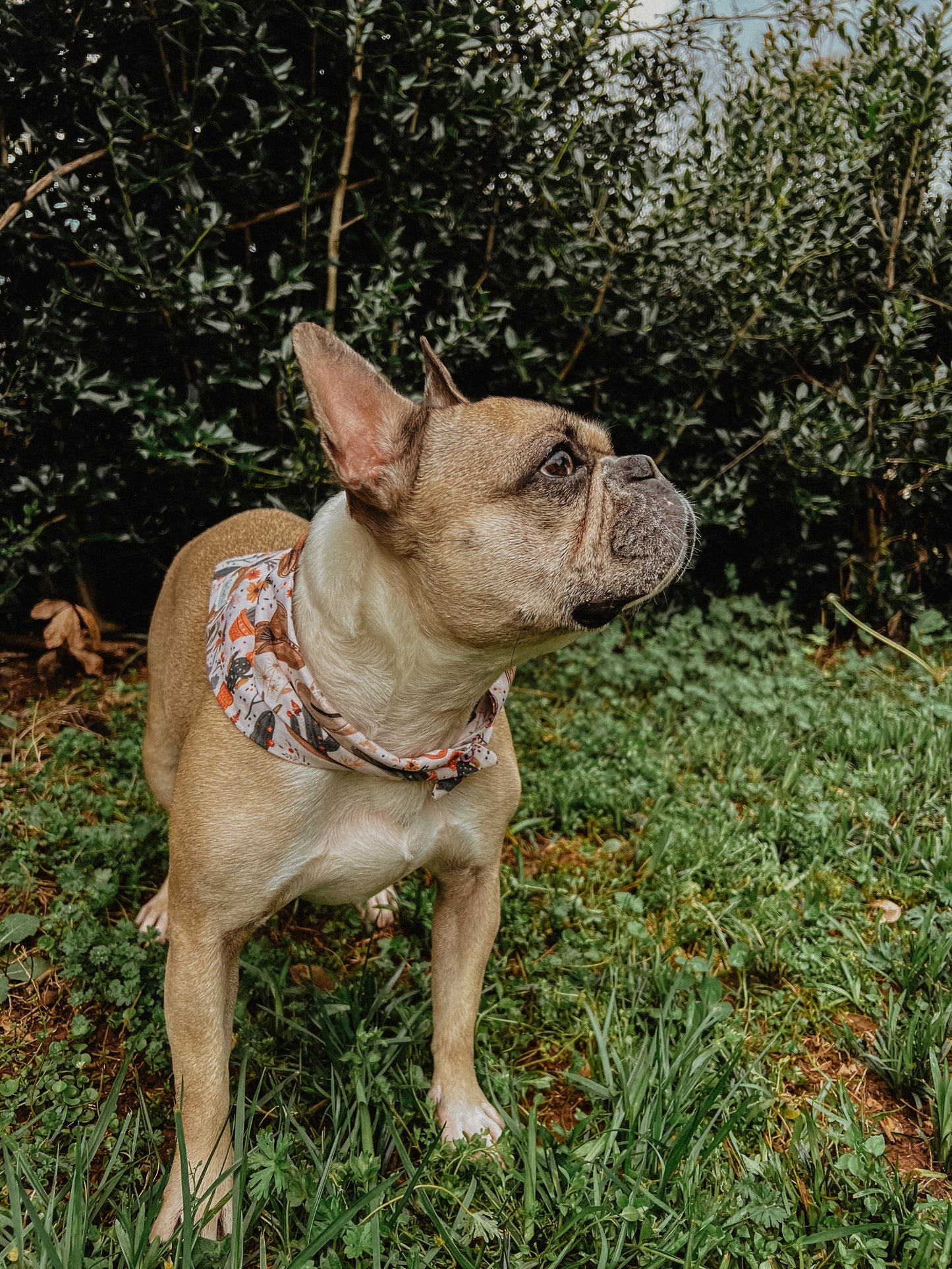 Cowgirl bandana