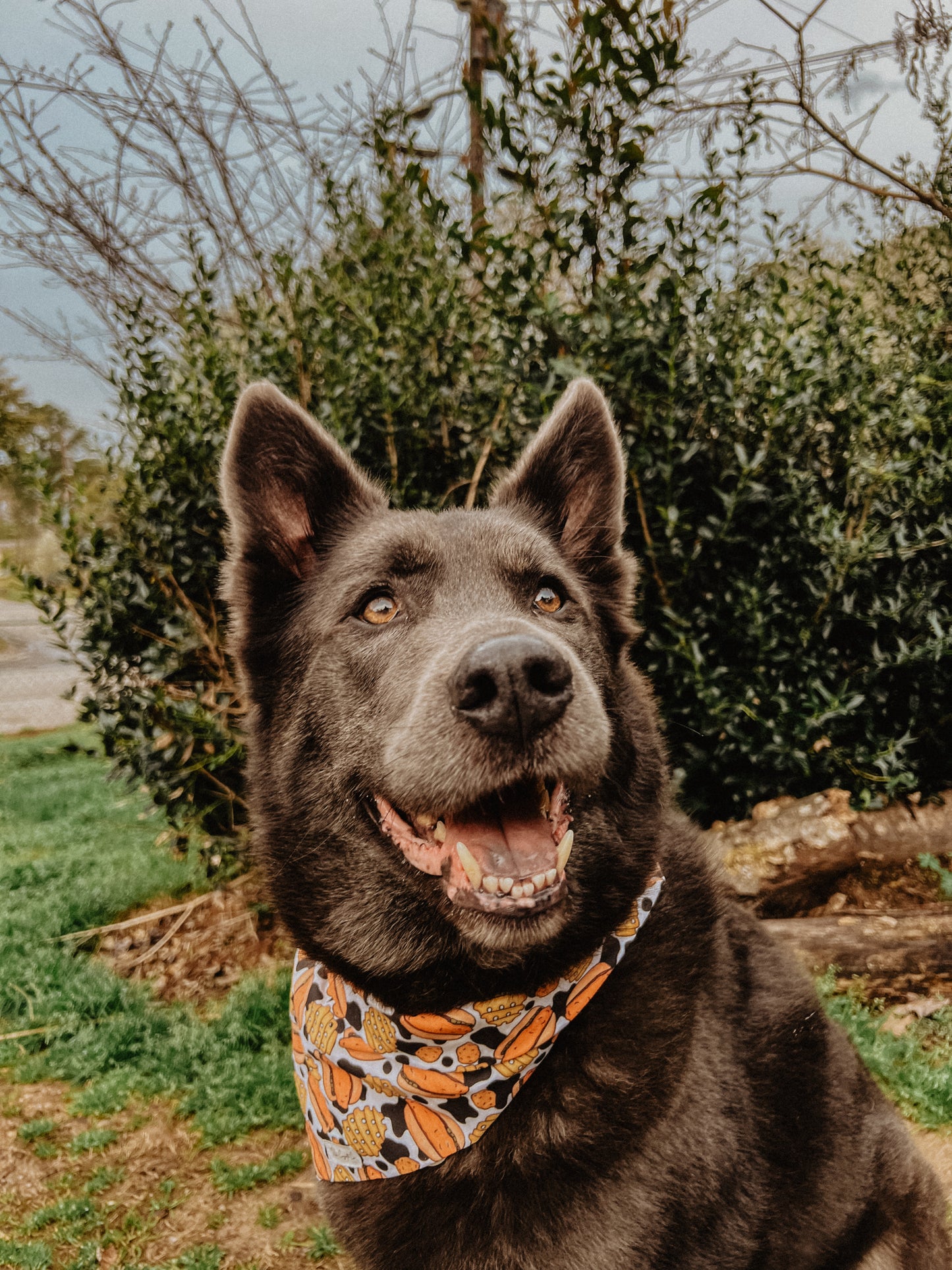 Chicken sandwich bandana