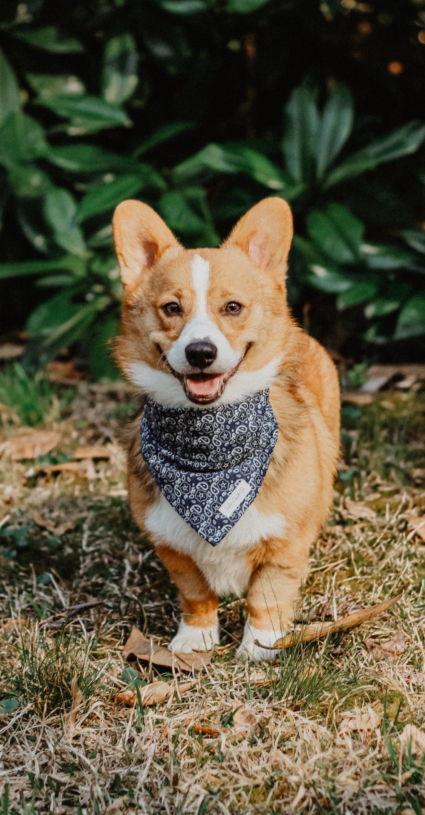 Paisley bandana