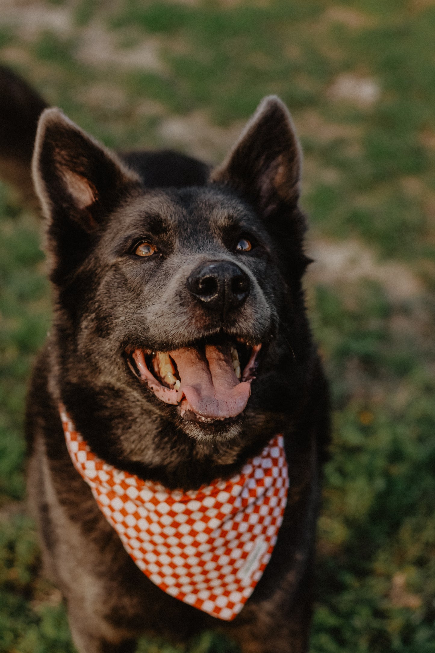 Rust checkered bandana