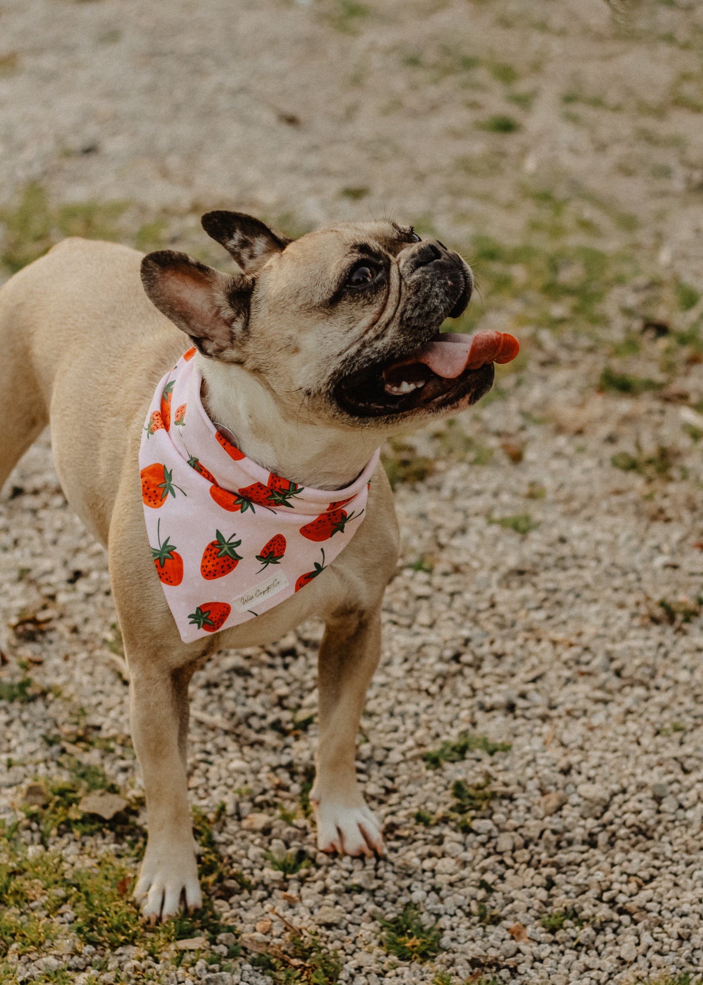 Strawberry bandana