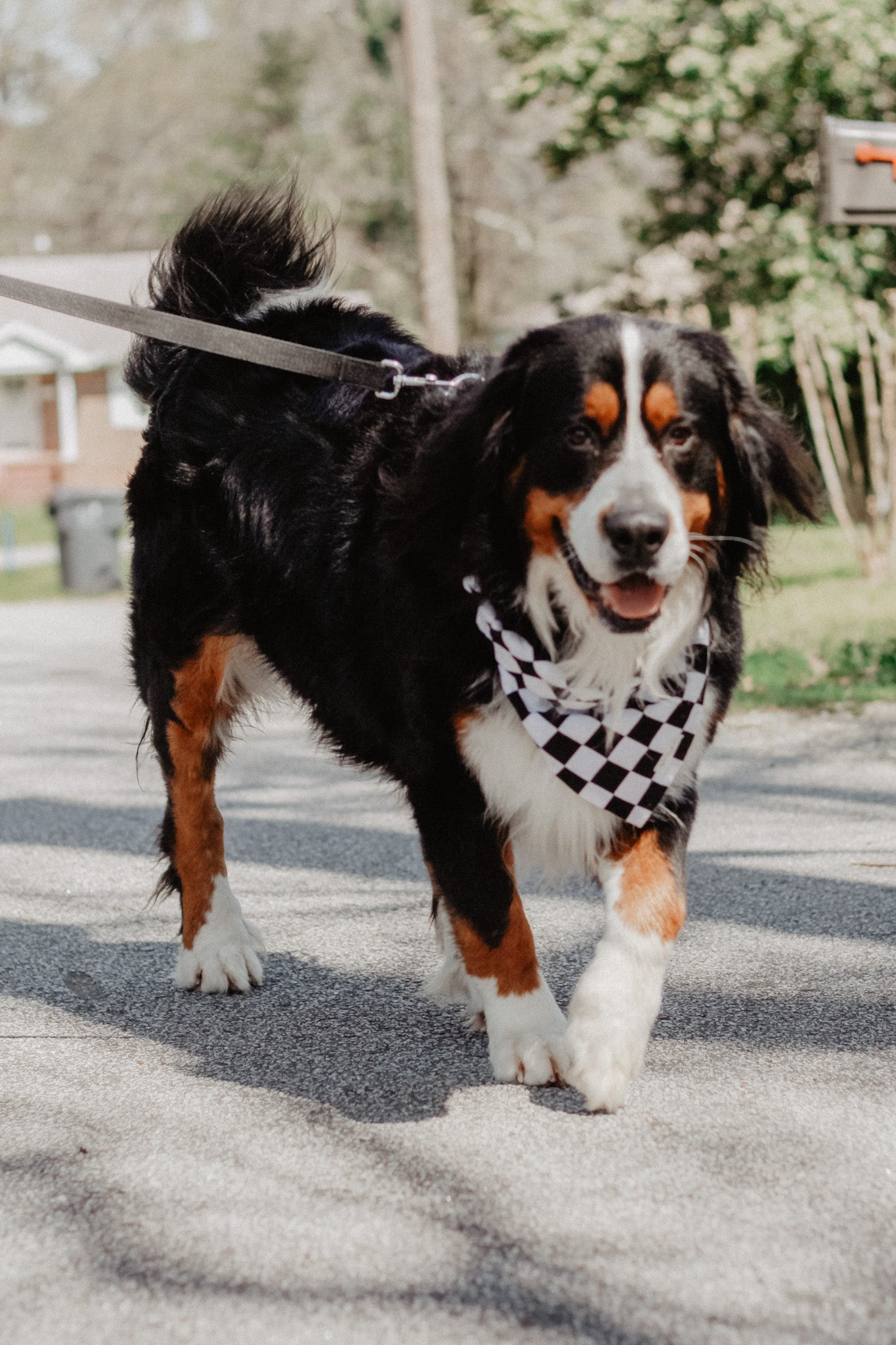 Checkered bandana