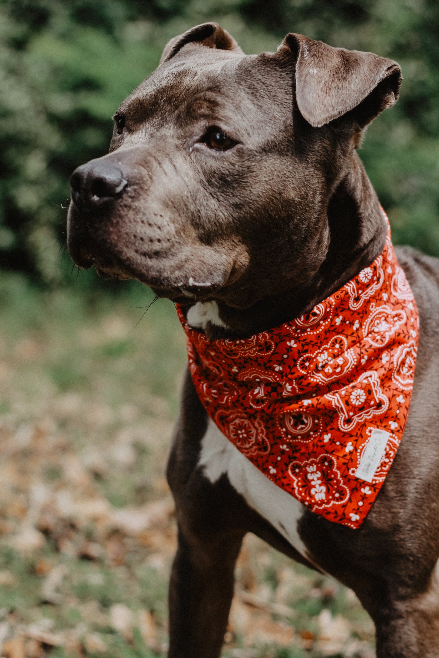 Paisley bandana