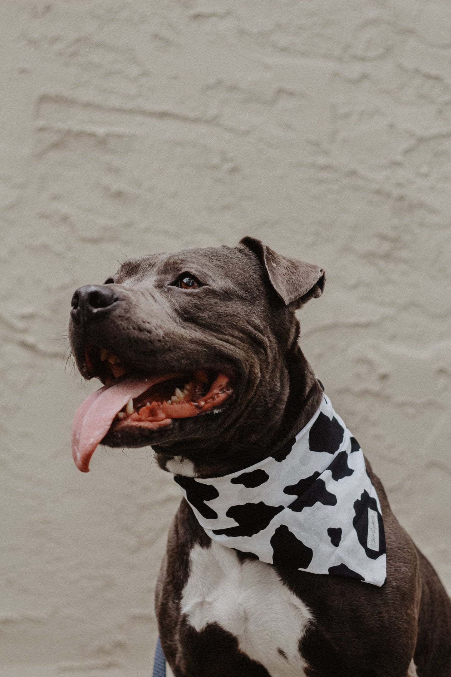 Little Moo bandana